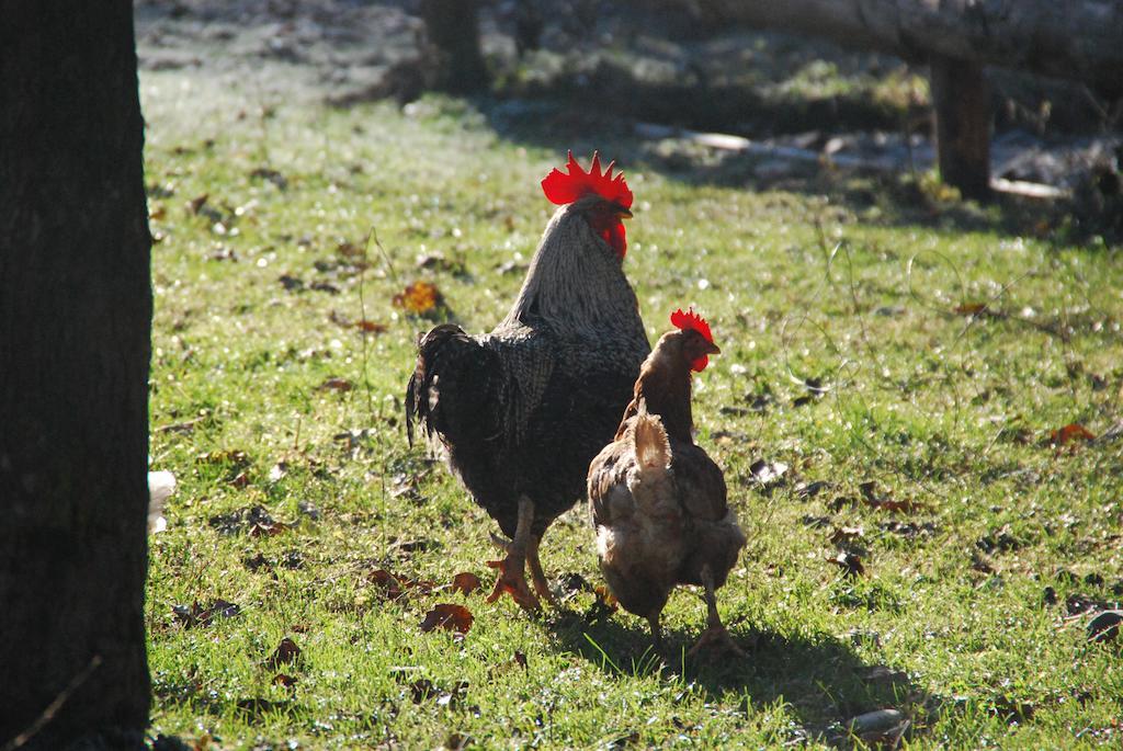 Farm Stay Rotovnik - Plesnik Slovenj Gradec Buitenkant foto