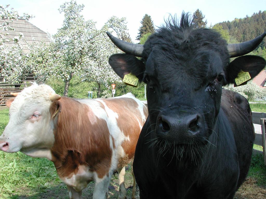 Farm Stay Rotovnik - Plesnik Slovenj Gradec Buitenkant foto