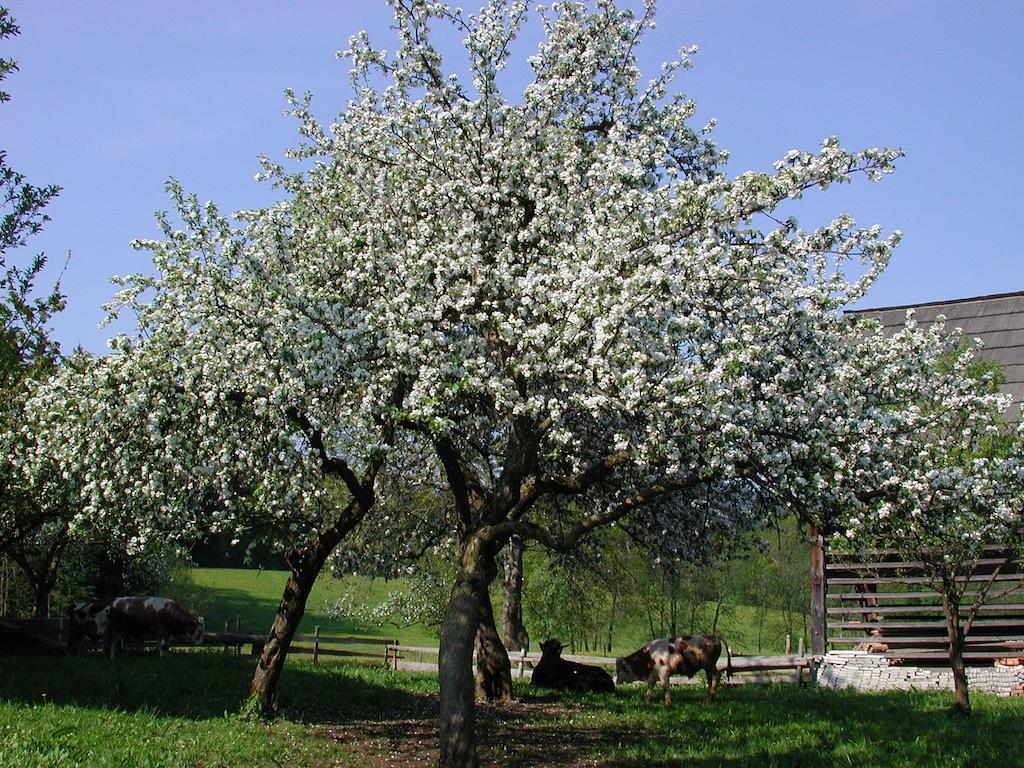 Farm Stay Rotovnik - Plesnik Slovenj Gradec Buitenkant foto
